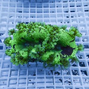 Neon green coral fragment with numerous small rounded polyps laid on a white grid background