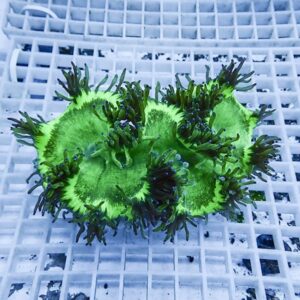 Neon green zoanthid coral colony with purple-tipped tentacles on a white grid rack in a tank surface.