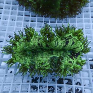 Green torch-like coral with long, wavy tentacles on a white grid rack in an aquarium setting