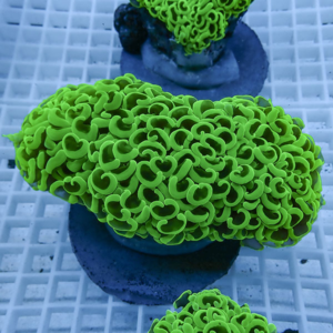 irm-010-0927-1411818670 - AQUAGIFT 用品ショップ Lime-green coral frag with densely folded polyps on a blue frag plug in an aquarium rack.