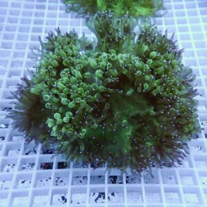 Green zoanthid coral colony with numerous small polyps on a white frag rack in an aquarium under blue lighting