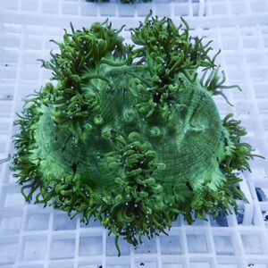 Bright green plate coral fragment with long, bushy tentacles extending from its edge on a white grid surface