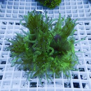 Bright green sea anemone with long, wavy tentacles attached to a white plastic grid in an aquarium.