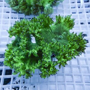 irm-010-0927-1411818696 - AQUAGIFT 用品ショップ Bright green coral with multi-branched polyps on a white grid, close-up view.