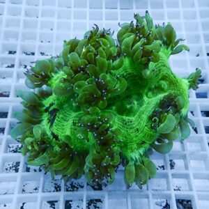 Green coral colony with fleshy, tentacle-like polyps extending from a bright neon-green base, resting on a white grid surface.
