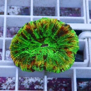 Bright green and yellow ring-shaped brain coral resting on a white grid surface.