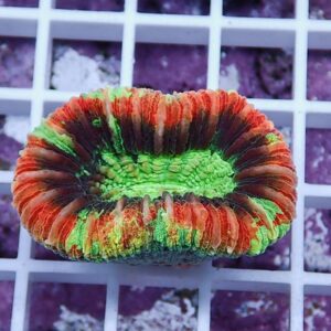 Bright multicolored circular coral polyp with neon green center and red-orange outer ridges on a white grid background.