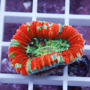 Close-up of a bright orange circular object with green patches and a ruffled texture resting on a white grid surface.