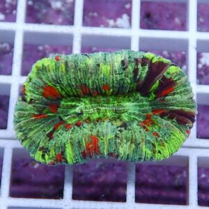Bright neon green scrunchie with red spots, ruffled ring on a white grid background.