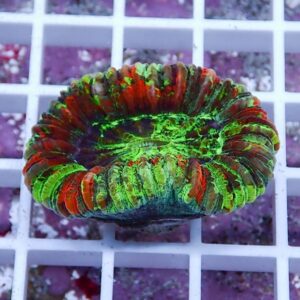 Bright neon green and red circular coral ring resting on a white frag rack.