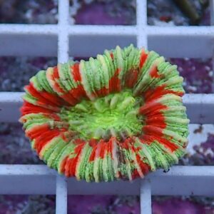 Colorful circular ruffle candy with lime green and red layers on a metal grate.