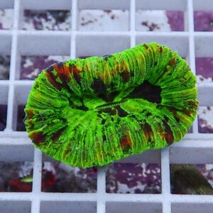 Neon green brain coral fragment with ridged, circular lobes and brown patches on a white grid