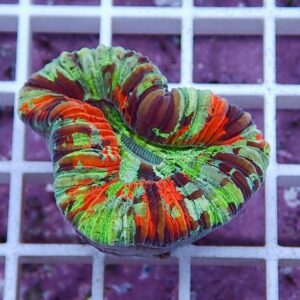 Bright multicolor brain coral with orange, green, and purple stripes on a white grid background.