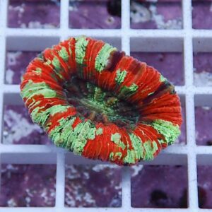 Circular multicolored coral frag with red and green frilly edges resting on a white grid, an aquarium specimen.