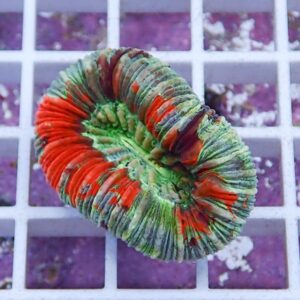 Colorful circular coral frag with layered red, green, and orange stripes on a white grid background.
