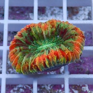 Rainbow-colored brain coral with green center and orange-red ridges on a white grid surface