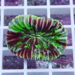 Circular coral frag with vivid green and purple stripes resting on a white grid panel, viewed from above.