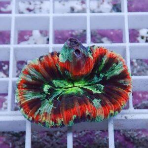 Brightly colored, pleated circular object with red, green, and orange stripes resting on a white lattice grid.