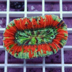 Close-up of a vivid orange and green ribbed coral fragment resting on a white grid.