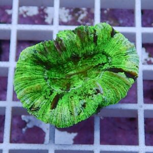 Neon green coral fragment with layered, ribbed circular structure on a grid background, close-up detail.