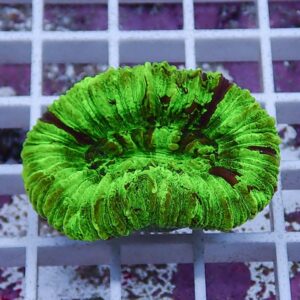 Neon-green circular coral with ridged surface resting on a grid rack in an aquarium setting