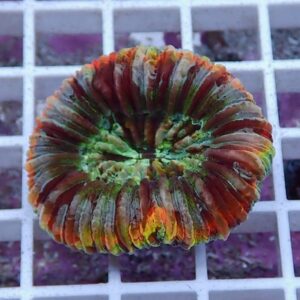 Circular rainbow coral frag with multicolored ridged plates arranged in a donut shape on a white grid rack.