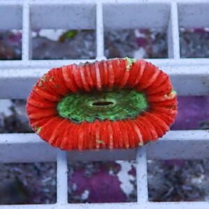 Red flower-ring shaped hair tie with a green center resting on a metal grate surface