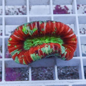 Circular red and green coral fragment resting on a white grid background in a ring shape.