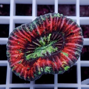 Close-up of a circular red and green coral fragment with ridged, fleshy polyps on a white grid background