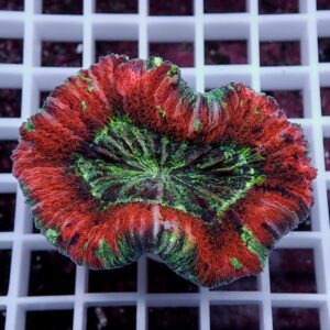 Colorful coral fragment with red and green frilled edges on a white grid background.