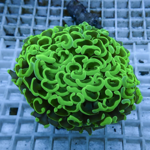 Neon green coral with densely curled polyps resting on a white frag rack in an aquarium.
