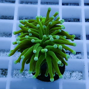 irm-010-1412129905 - AQUAGIFT 用品ショップ Bright green coral frag with many finger-like tentacles ending in rounded tips on a white grid background.