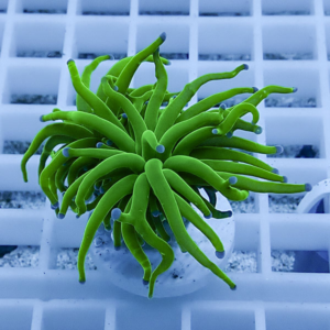 irm-010-1412129906 - AQUAGIFT 用品ショップ Bright green succulent with long narrow tentacle-like leaves in a small white pot on a white grid surface.