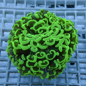 Bright neon-green coral polyp colony with curling tentacles resting on a blue grid background.