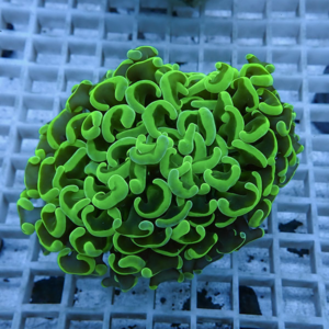 irm-010-1412131082 - AQUAGIFT 用品ショップ Bright green coral colony with tightly curled, tentacle-like polyps resting on a blue grid surface in an aquarium setting.