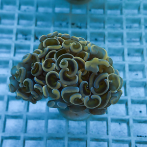 irm-010-1412131084 - AQUAGIFT 用品ショップ Close-up of a brain coral with yellow-green, spiraled ridges on a plug atop a blue grid in an aquarium.