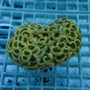 irm-010-1412131085 - AQUAGIFT 用品ショップ Close-up of yellow-green brain coral with curly ridges on an aquarium grid backdrop.