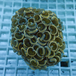 irm-010-1412131086 - AQUAGIFT 用品ショップ Close-up of a yellow bubble coral colony with tightly curled polyps on a blue aquarium grid background, showing a ball-like cluster of ruffled structures.