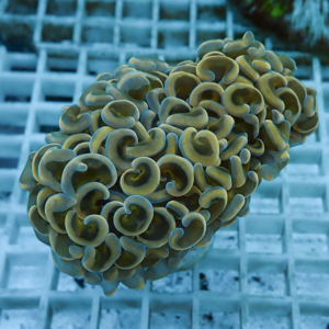 Close-up of a yellow-green zoanthid coral frag with clustered cup-shaped polyps in an aquarium.