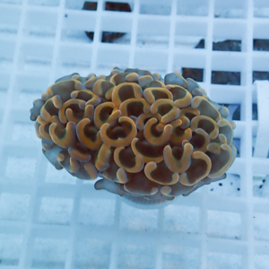 irm-010-1412131089 - AQUAGIFT 用品ショップ Brain coral fragment with maze-like ridges resting on a white frag rack in an aquarium setting.