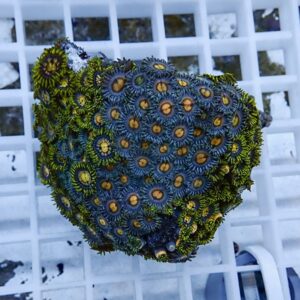 Close-up of a colorful coral colony (zoanthids) with blue-green polyps and orange-yellow centers resting on a white grid.