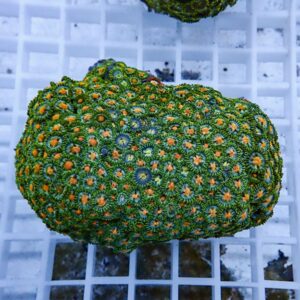 Close-up of a green zoanthid coral colony with orange center spots resting on a white grid rack