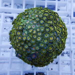 Spherical coral colony of green and blue zoanthids with yellow-ring centers on a pale grid background.