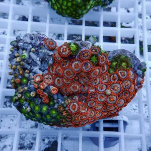 Close-up of a colorful zoanthid coral colony with red center discs and green edges on a rock placed on a white grid rack