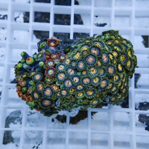 Close-up of a vibrant zoanthid coral colony with green, yellow, and orange-ringed polyps on a white grid surface in a tank setting