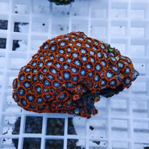 Close-up of a vibrant orange and blue zoanthid coral colony on a white frag rack.