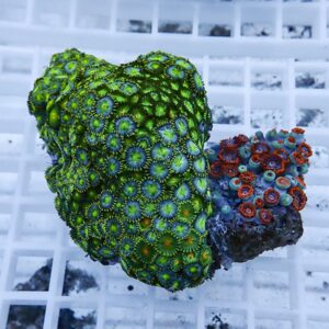 Bright green zoanthid coral colony with blue centers on a rock fragment; colorful reef aquarium coral snapshot.