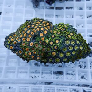 Colorful zoanthid coral colony with orange centers and green rings on a rock, resting on a white grid rack.