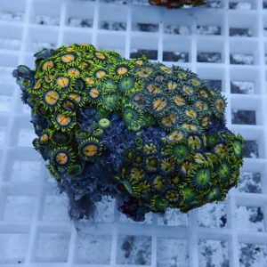 Cluster of bright green and orange zoanthid coral polyps densely covering a rock fragment on a white frag rack.