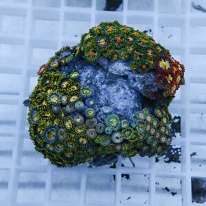 Bright multi-colored zoanthid coral colony with green, yellow, and orange polyps on a rocky base, sitting on a white grid. Used as a reef aquarium specimen.